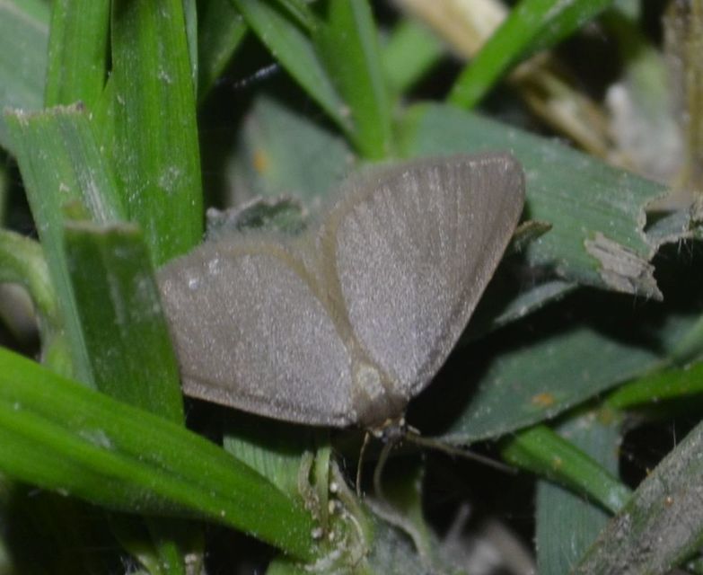 Minoa murinata - kutyatej-araszoló