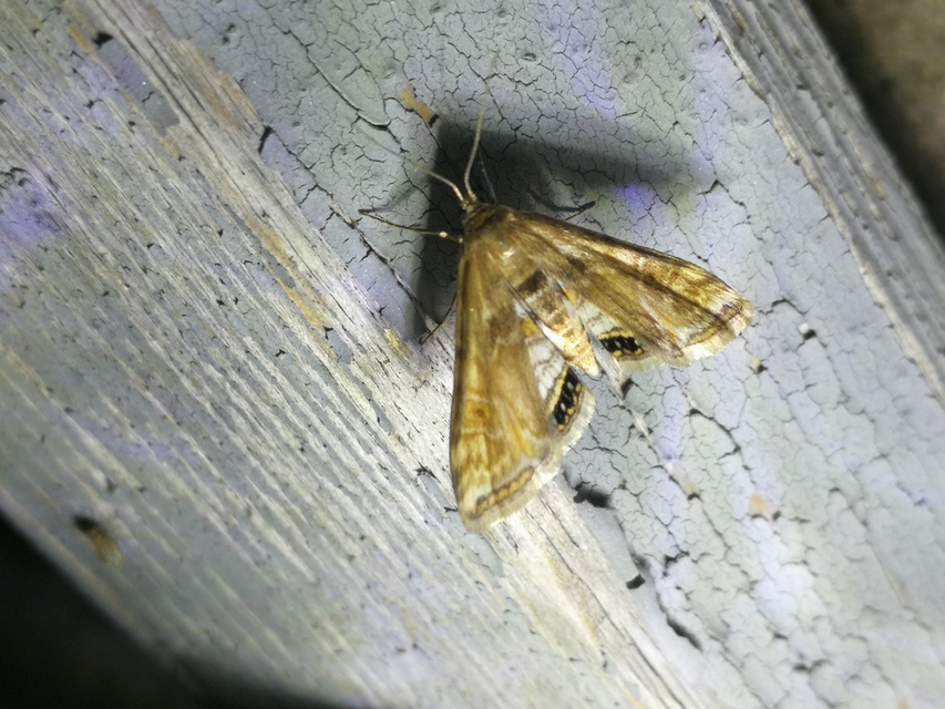Cataclysta lemnata - békalencsemoly