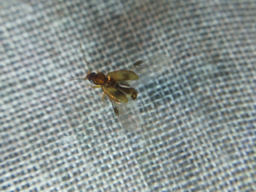 Tachys fulvicollis - szalagos martfutó