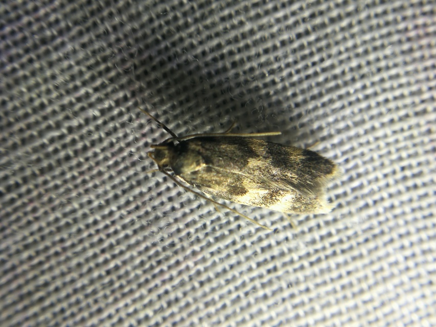 Oegoconia