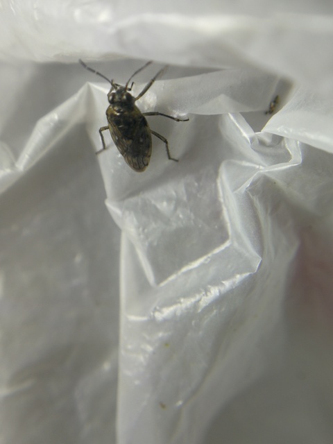 Saldidae - partipoloskák