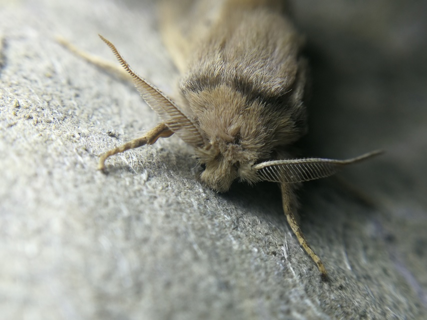 Phragmataecia castaneae - nádfúrólepke