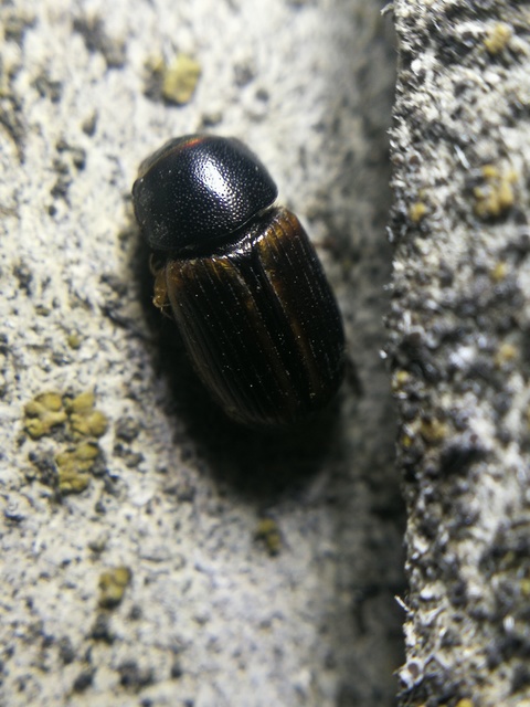 Aphodius circumcinctus - sziki trágyabogár