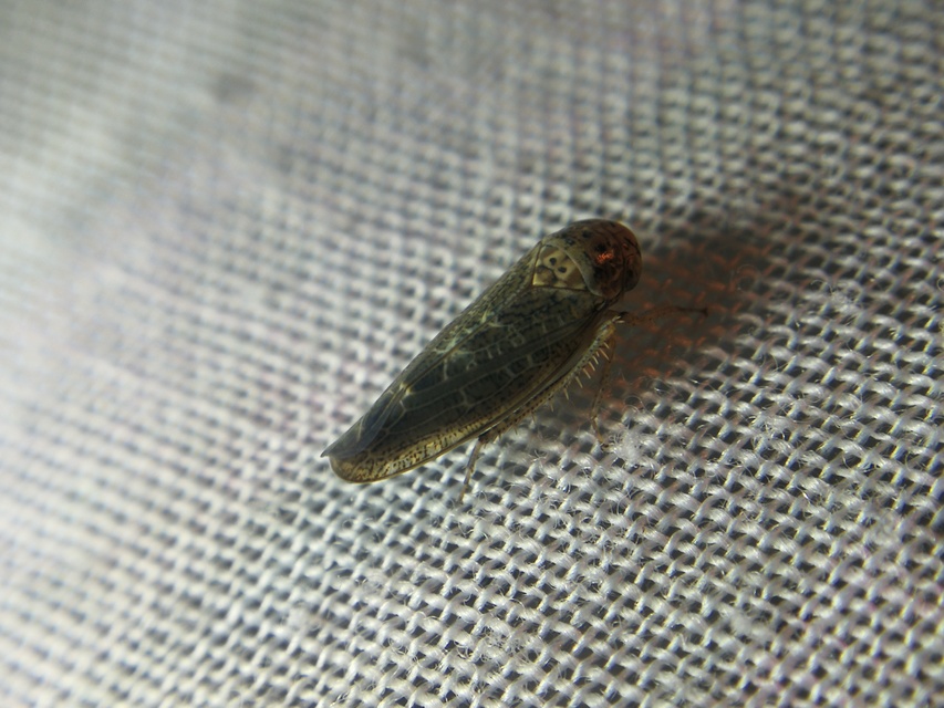 Deltocephalinae