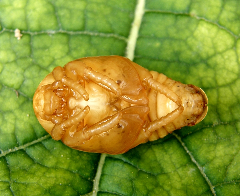 Protaetia affinis - smaragdzöld virágbogár