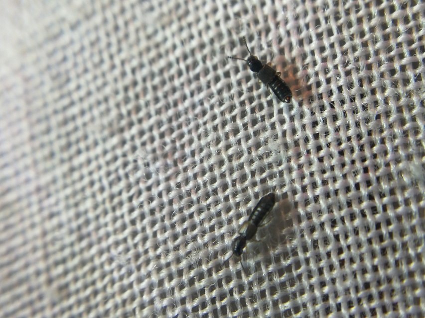 Carpelimus Carpelimus