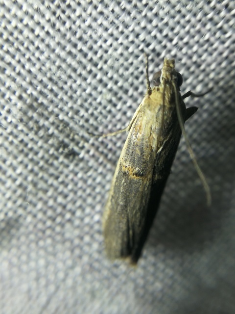 Etiella zinckenella - akácmoly