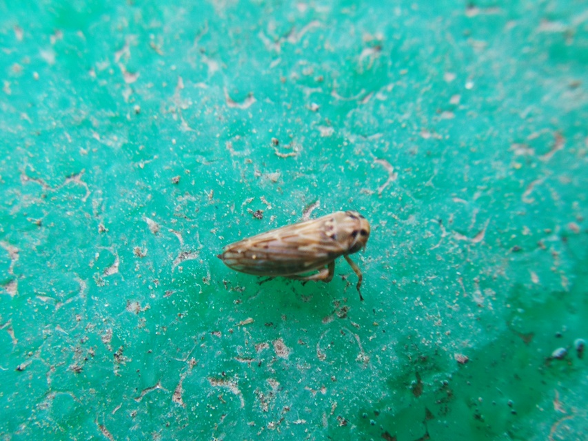 Cicadellidae - mezeikabócák