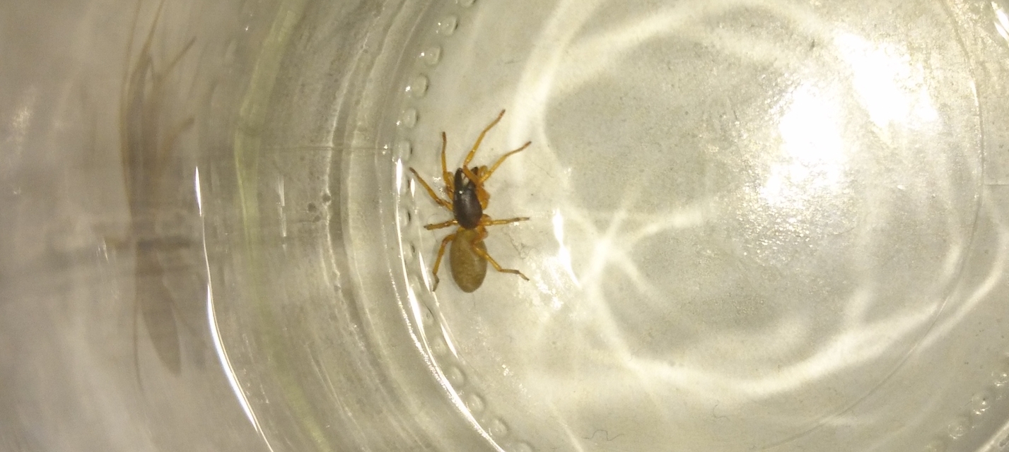 Dysdera