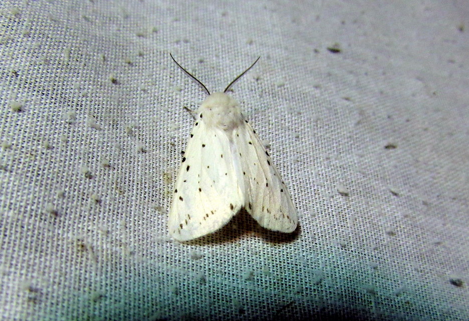 Spilosoma lubricipedum - tejszínű medvelepke