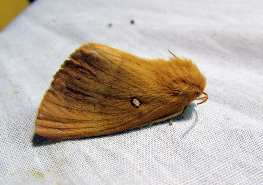 Lasiocampa quercus - tölgyfaszövő
