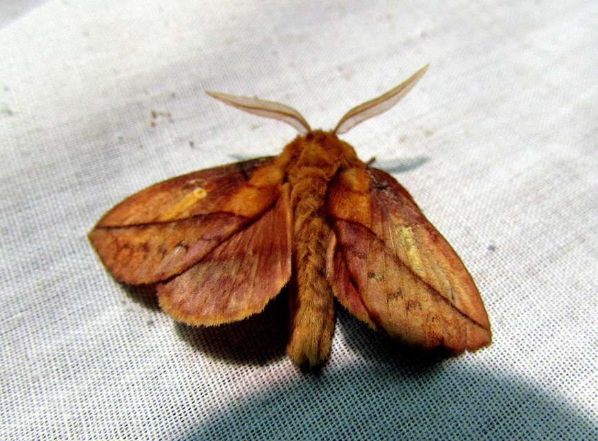 Euthrix potatoria - szomjas pohók