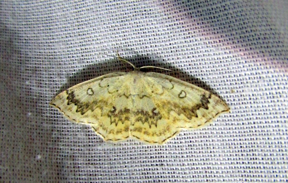 Cyclophora annularia - gyűrűs pettyesaraszoló