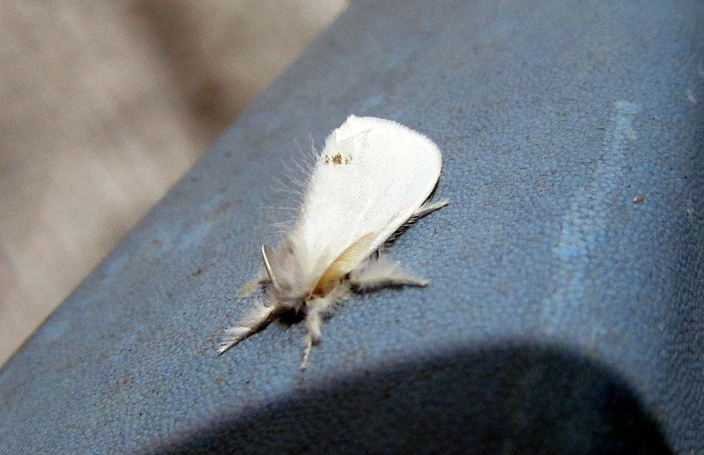 Sphrageidus similis - sárgafarú szövő