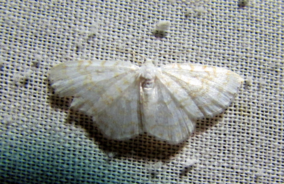 Asthena albulata - gyertyán-fehéraraszoló