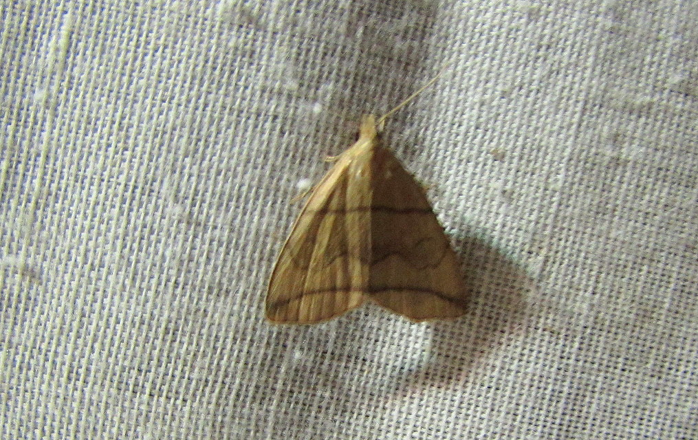 Herminia grisealis - ligeti karcsúbagoly