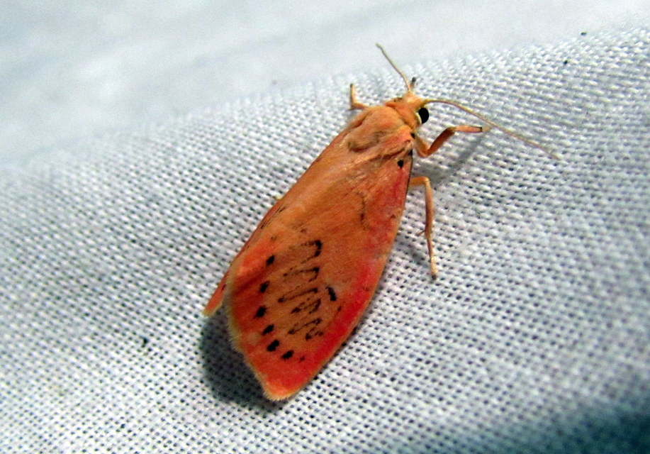Miltochrista miniata - piros medvelepke