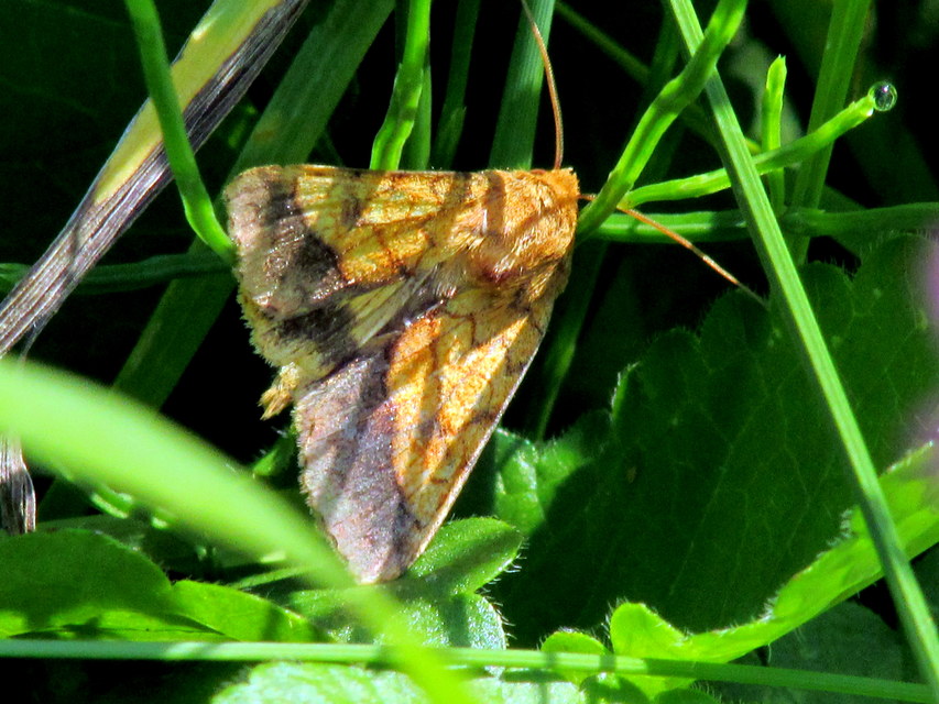 Pyrrhia umbra - iglicebagoly