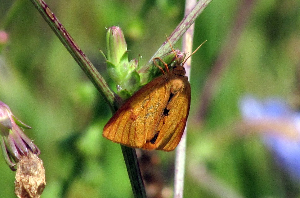 Diacrisia sannio - vörösszélű medvelepke