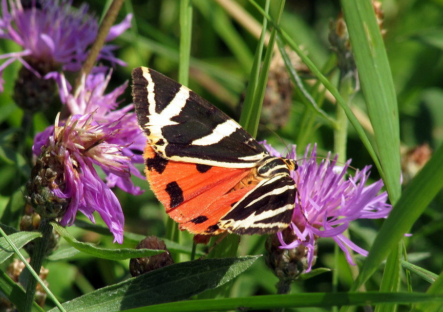 Euplagia quadripunctaria - csíkos medvelepke