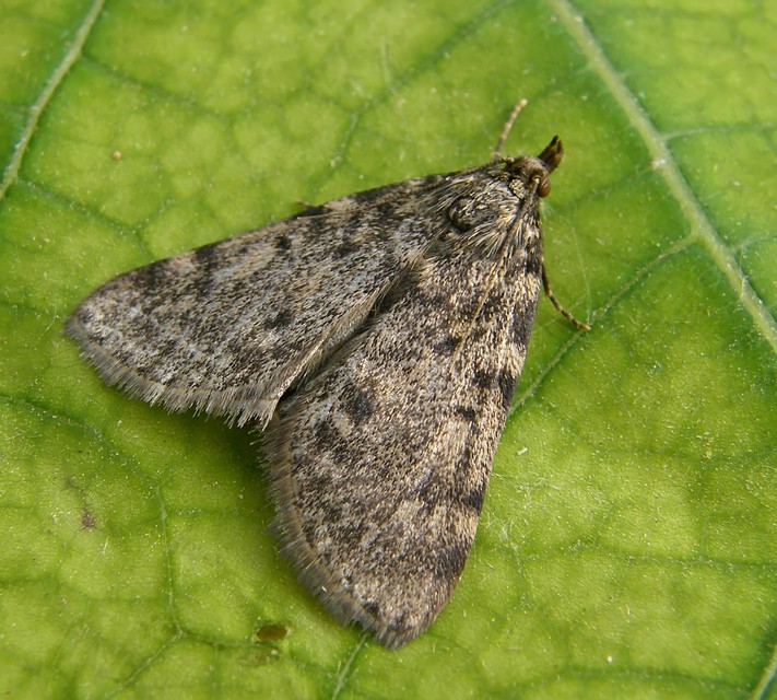 Aglossa pinguinalis - zsiradékmoly