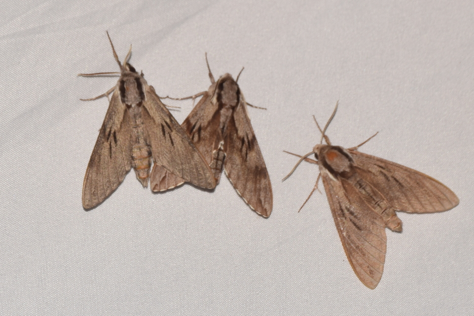 Hyloicus pinastri - fenyőszender