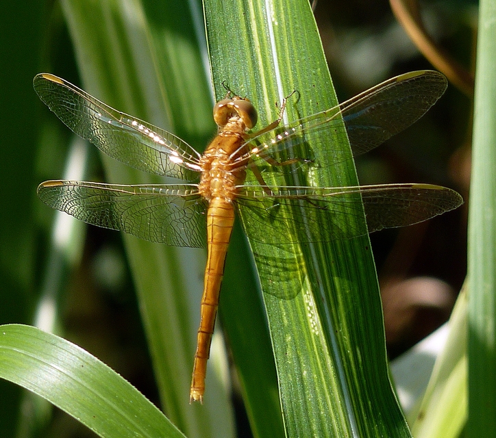 Orthetrum coerulescens - karcsú pásztorszitakötő