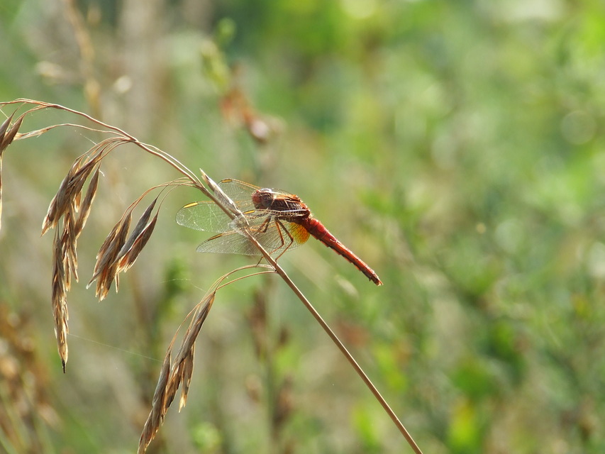 Crocothemis erythraea - skarlát szitakötő