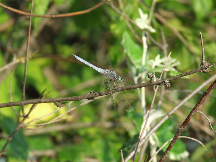 Orthetrum coerulescens - karcsú pásztorszitakötő