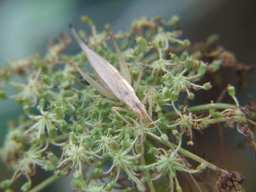 Oecanthus pellucens - pirregőtücsök
