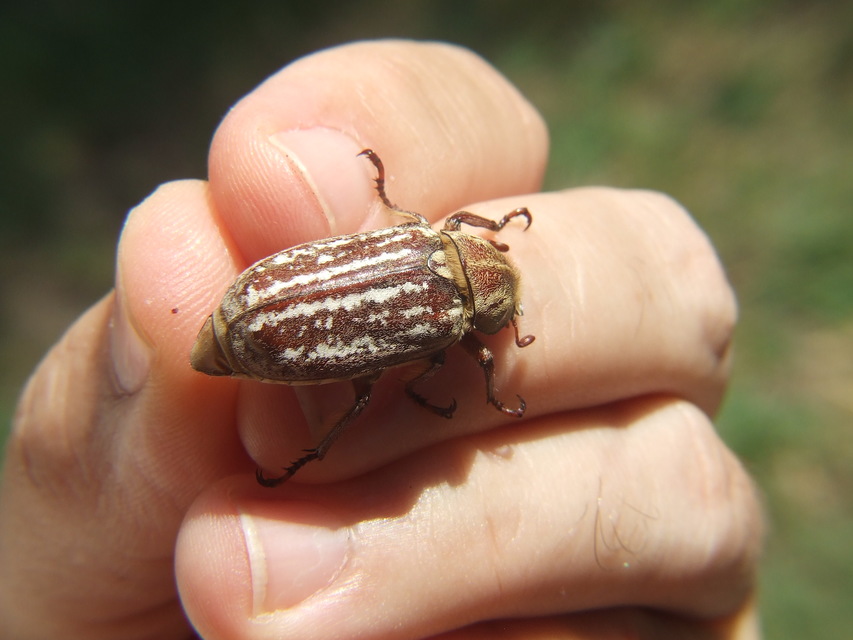 Anoxia orientalis - keleti cserebogár