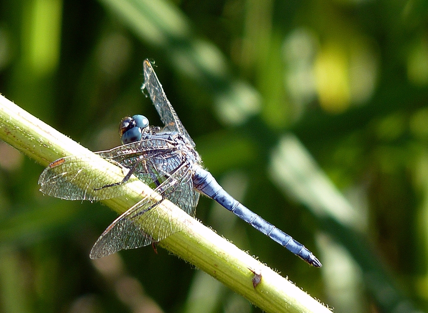 Orthetrum coerulescens - karcsú pásztorszitakötő