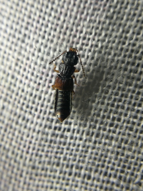 Anotylus rugosus - rovátkáshátú korhóholyva Anotylus rugosus - rovátkáshátú korhóholyva