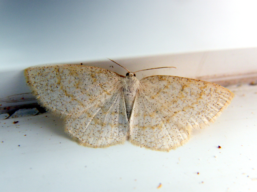 Cabera exanthemata - pettyes égeraraszoló