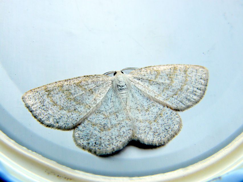 Cabera exanthemata - pettyes égeraraszoló