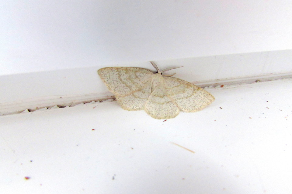 Cabera exanthemata - pettyes égeraraszoló