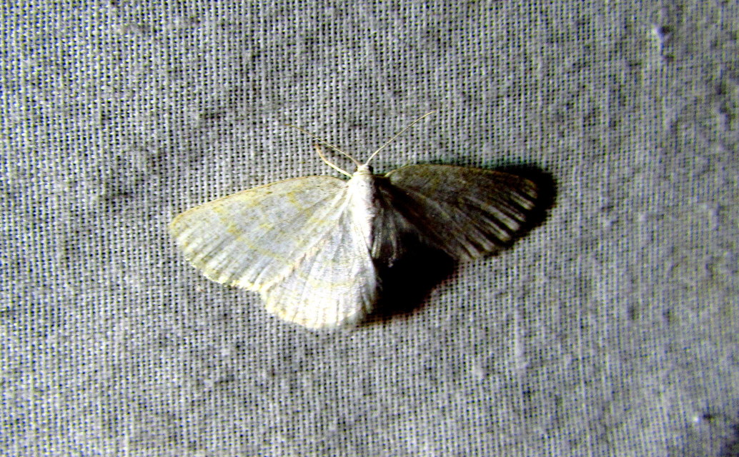 Cabera exanthemata - pettyes égeraraszoló