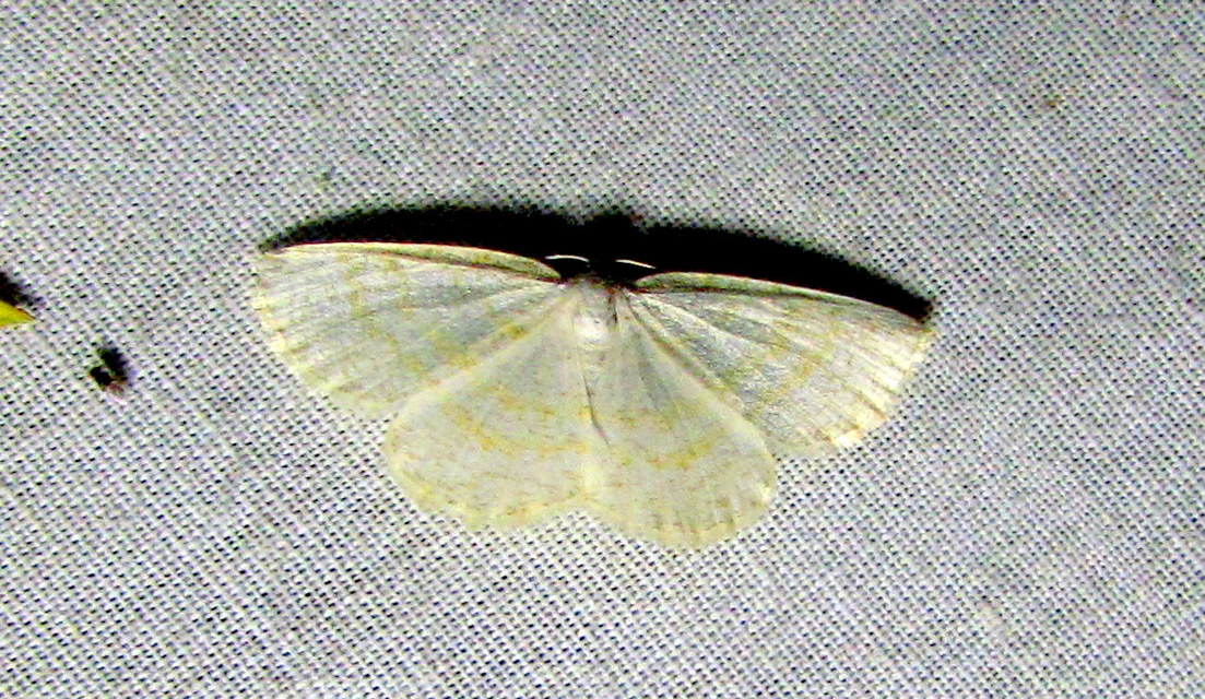 Cabera exanthemata - pettyes égeraraszoló