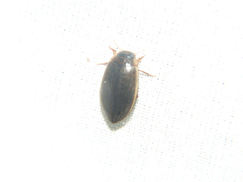 Rhantus suturalis - gyakori particsíkbogár