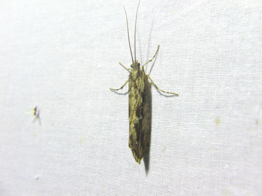 Trichoptera - Tegzesek