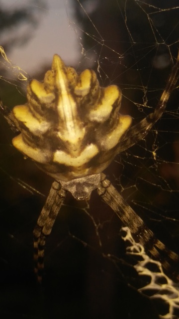 Argiope lobata - karéjos keresztespók