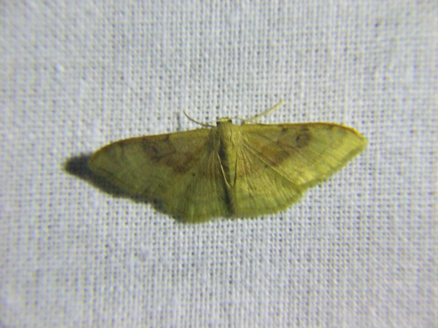 Idaea degeneraria - barnasávos araszoló