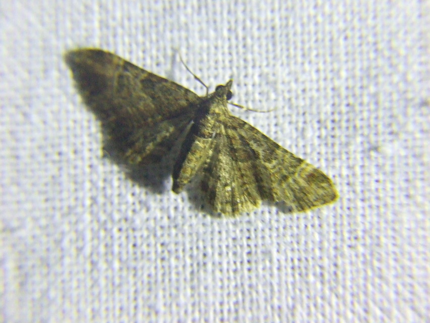 Gymnoscelis rufifasciata - vöröscsíkos törpearaszoló