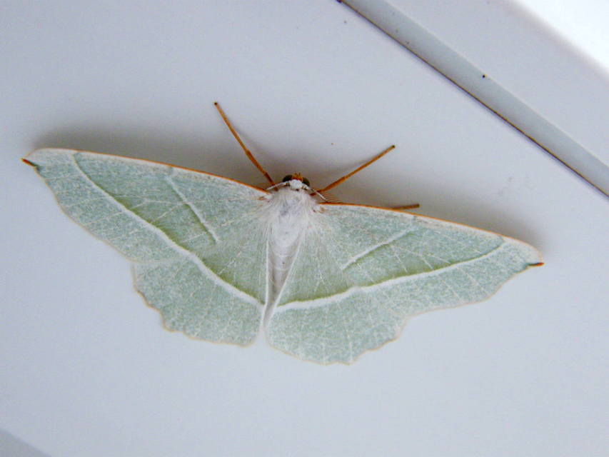 Campaea margaritaria - gyöngyházfényű zöldaraszoló Campaea margaritaria - gyöngyházfényű zöldaraszoló