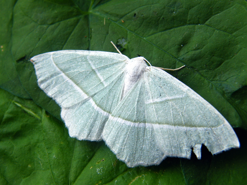 Campaea margaritaria - gyöngyházfényű zöldaraszoló Campaea margaritaria - gyöngyházfényű zöldaraszoló