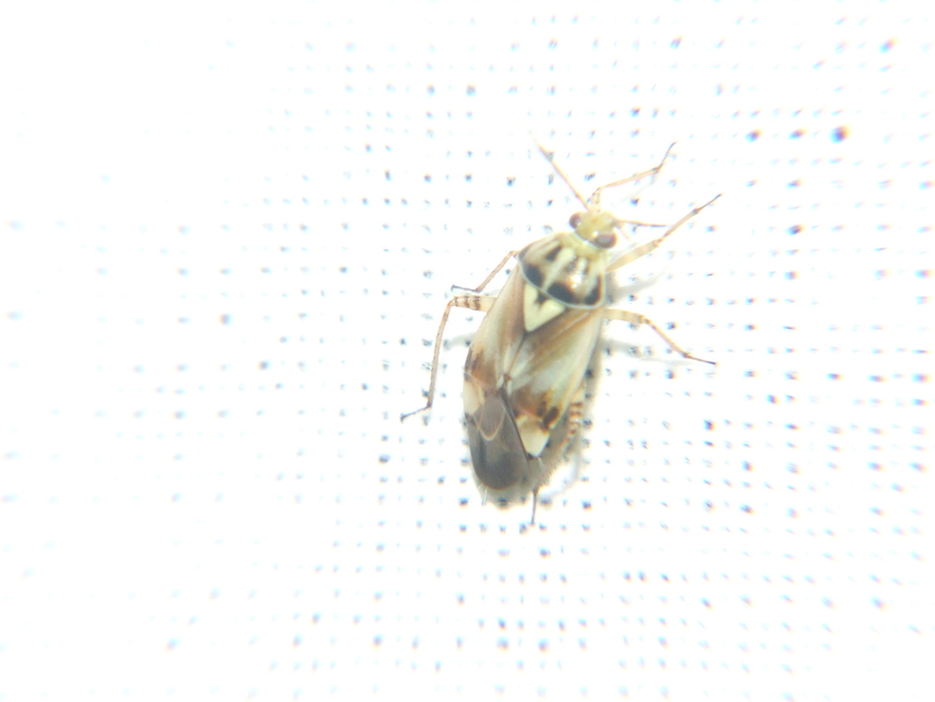 Lygus pratensis - változó mezeipoloska