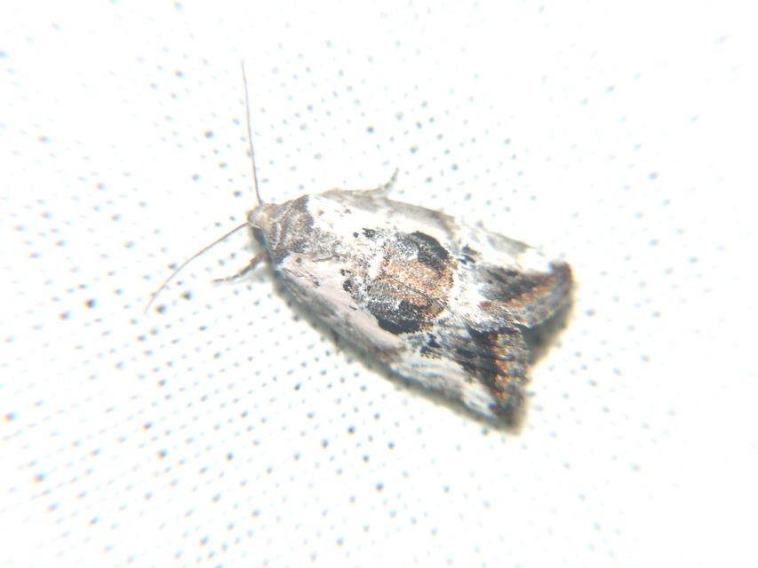 Hapalotis venustula - rózsaszínű mázasbagoly