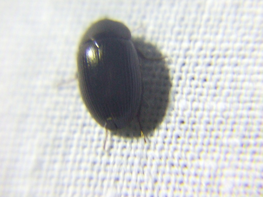 Hydrobius