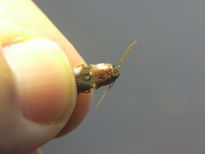 Stenagostus rhombeus - rombusznyakú pattanó