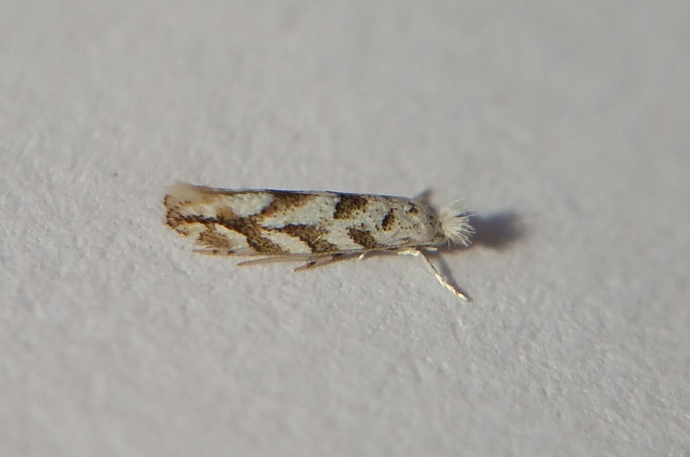 Gracillariidae - keskenyszárnyú molylepkefélék